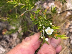 Leptospermum variabile