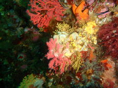 Melithaea rubra