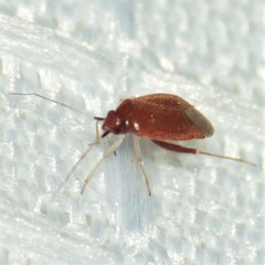 Pseudothenicus rubropunctatus