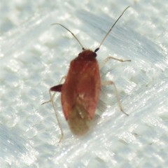 Pseudothenicus rubropunctatus