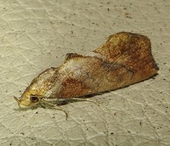 Plusiodonta arctipennis