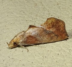 Plusiodonta arctipennis