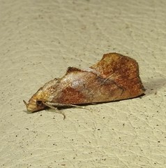 Plusiodonta arctipennis