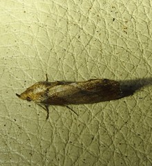 Plusiodonta arctipennis