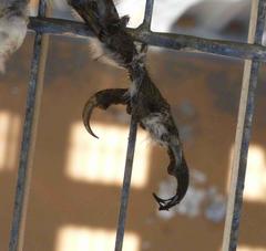 Tyto alba poensis