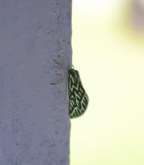 Dichroma equestralis