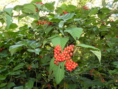 Viburnum wrightii
