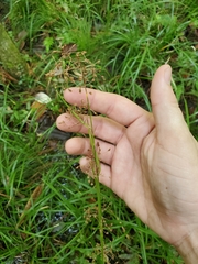 Rhynchospora miliacea