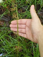 Rhynchospora miliacea