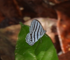 Caeruleuptychia brixius