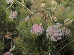 Serruria cyanoides