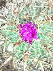 Ferocactus latispinus