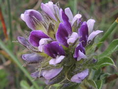 Psoralea fruticans