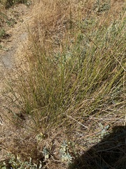 Juncus textilis