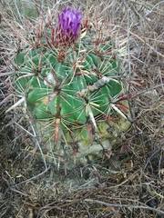 Ferocactus latispinus