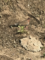Streptopelia senegalensis