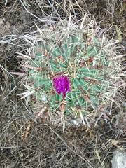 Ferocactus latispinus