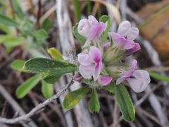 Psoralea decumbens