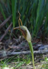 Pterostylis oblonga
