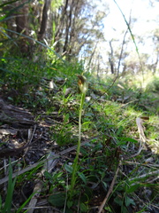 Pterostylis oblonga