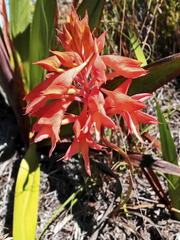 Disa ferruginea