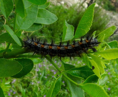iNaturalist observation photo of Variable Checkerspot