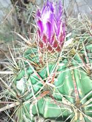 Ferocactus latispinus