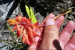 Disa ferruginea