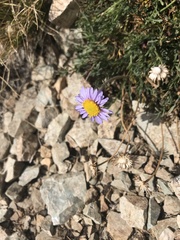 Erigeron pinnatisectus