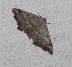 Dissomorphia australiaria