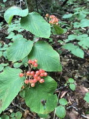 Viburnum lantanoides