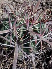 Ferocactus latispinus
