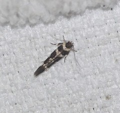 Macrobathra bigerella