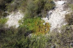 Mesembryanthemum longistylum