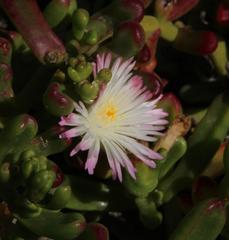 Mesembryanthemum longistylum