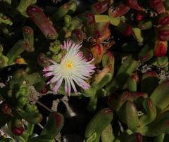 Mesembryanthemum longistylum