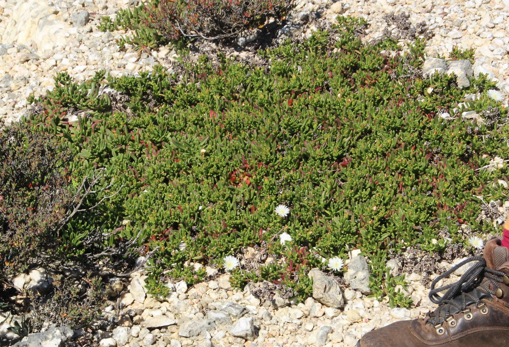 Mesembryanthemum longistylum