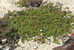 Mesembryanthemum longistylum