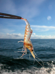 Eualus fabricii