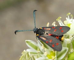 Neurosymploca concinna