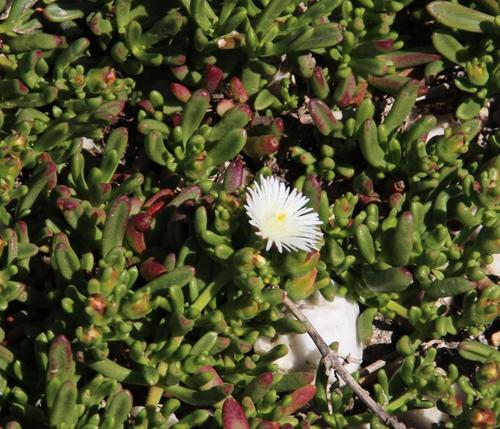 Mesembryanthemum longistylum