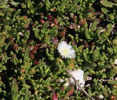 Mesembryanthemum longistylum