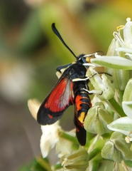 Neurosymploca concinna