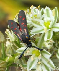 Neurosymploca concinna