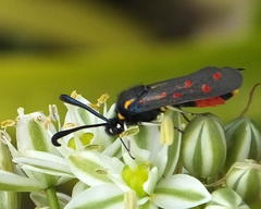 Neurosymploca concinna