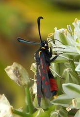 Neurosymploca concinna