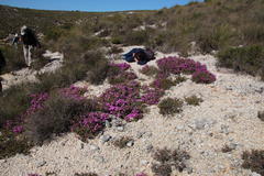 Drosanthemum quadratum