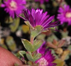 Drosanthemum quadratum