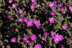 Drosanthemum quadratum