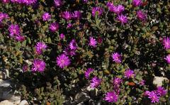 Drosanthemum quadratum